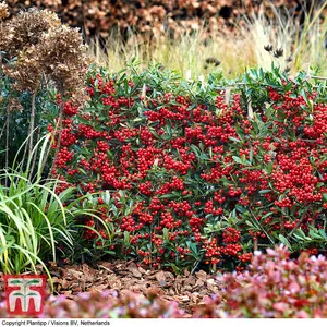 Pyracantha Red Star 9cm Potted Plant x 2