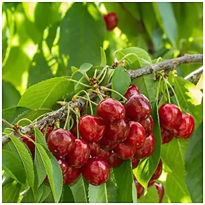 Stella Cherry Tree, 5-6ft Tall, Self-Fertile, Dark Red