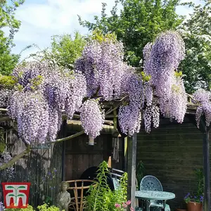 Fragrant Wisteria Prolific - 1.5 Litre Potted Plant x 2 - Hardy Shrub - Loved by Pollinators - Climbing Plant