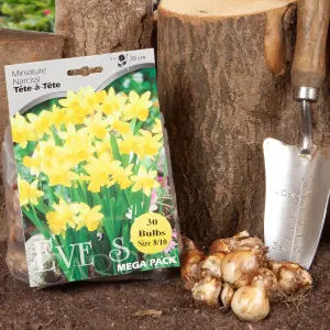 25 x Tete a Tete daffodil Bulbs - Dwarf Daffodil Bulbs - Narcissus Bulbs - Spring Bulbs for Planting Now