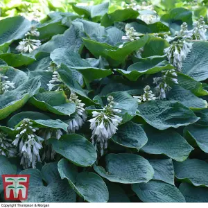 Hosta sieboldiana var. elegans (Giant blue hosta) 3 bare root plants (Size 1)