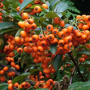 Pyracantha Orange Glow Garden Plant - Bright Orange Berries, Compact Growth, Medium Size (20-40cm Height Including Pot)