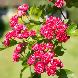 Crataegus Pauls Scarlet Tree - Pink Double-Flowering, Abundant Red Berries (5-6ft)