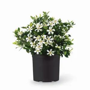 Gardenia jasminoides Pinwheel in a 9cm pot