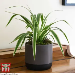 Chlorophytum Spider Plant - Houseplant - 1 Plant