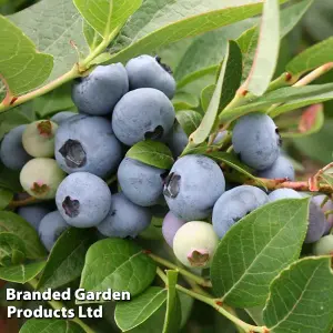 Blueberry (Vaccinium) Brigitta 9cm Potted Plant x 1