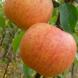 Apple Charles Ross Edible Dessert Apple Outdoor Fruit Tree Bare Root 1.2M