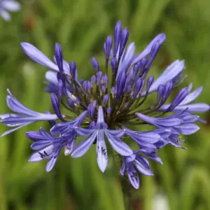 African Lily Perennials Flowering Plants Agapanthus Africanus 2L Pot