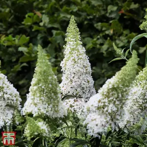 Buddleja Davidii White Profusion 3.6 Litre Potted Plant x 1