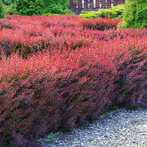 Berberis thunbergii Atropurpurea 'Purple Barberry' Bare Root Hedge Hedging Tree Plants (1-2ft, 5 Plants)