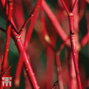 Cornus alba Sibirica 9cm Pot x 1