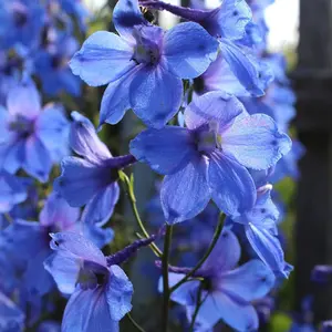 Larkspur Gentian Blue 1 Seed Packet (100 Seeds)