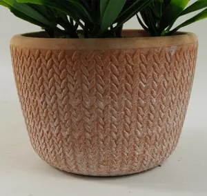 22cm Foliage Honey Plant Dark Green in Terracotta Pot