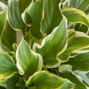 Hosta So Sweet (10-20cm Height Including Pot) Garden Plant - Compact Perennial, Variegated Foliage