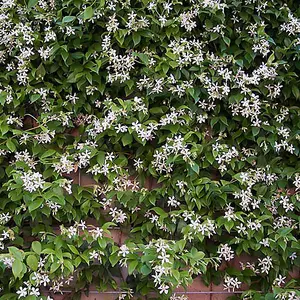 Trachelospermum 'Star Jasmine ' in a 2L Pot 80-100cm Tall Supplied as established Plant Ready to Plant Out