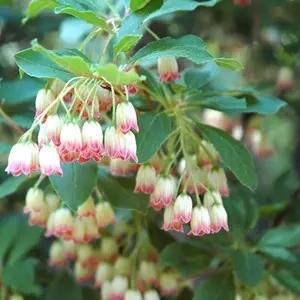 Enkianthus Red Bells Garden Shrub - Bell-Shaped Red Blooms, Green Foliage, Compact Size, Hardy (15-30cm Height Including Pot)