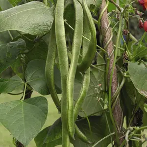 Runner Bean Lady Di 1 Seed Packet