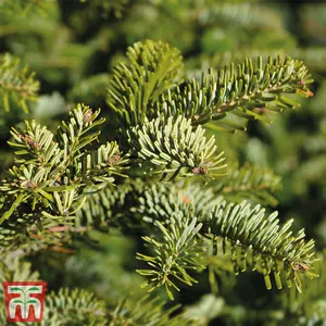 Abies Nordmanniana Fir Tree - 2 Bare Root Plants