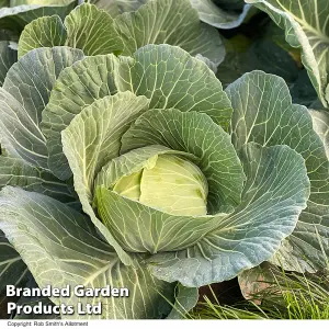 Cabbage Green Rich F1 1 Packet (15 Seeds)