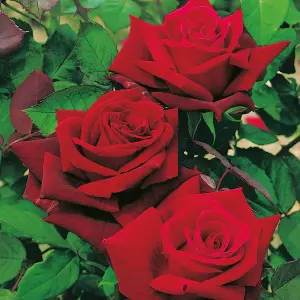 Red Rose Bush Deep Secret - Floribunda Hybrid Tea Rose in a 3L Pot