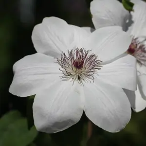 Clematis Wedding Day White Flowering Vine Climbing Plant 60cm Cane 3L Pot