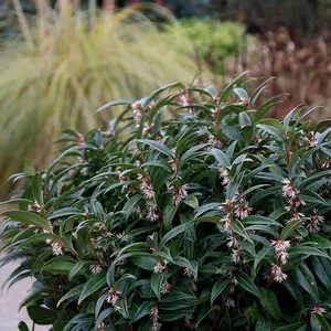 Winter Gem Sweet Box Outdoor Shrub Plant Sarcococca Hookeriana 2L Pot