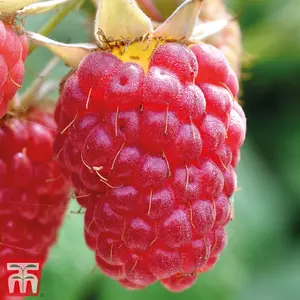 Grow Your Own Fruit  Raspberry Glen Prosen (4 Canes) 3 Litre Pot x 2