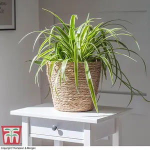 Chlorophytum Spider Plant - Houseplant - 1 Plant