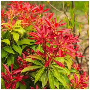 Pieris 'Forest Flame' 15-20cm Tall In 2L Pot, Evergreen Shrub, Stunning Colours