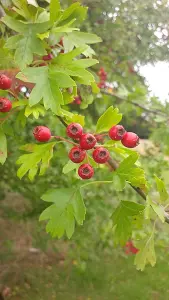 2-3ft Hawthorn (Crataegus Monogyna) Wildlife Friendly Bare Root Hedging Plants - Pack of 10