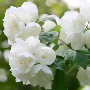 Virginal Mock Orange Outdoor Shrub Plant Philadelphus Garden Plants 2L Pot