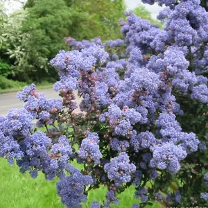 Ceanothus Burkwoodii - Outdoor Flowering Shrub, Ideal for UK Gardens, Compact Size (15-30cm Height Including Pot)