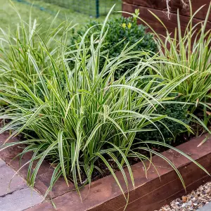 3 x Ornamental Grasses in 9cm Pots - Varieties Like Carex - Festuca - Imperata