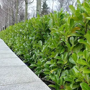 3 Cherry Laurel Fast Growing Evergreen Hedging Plants 20-30cm Tall Potted