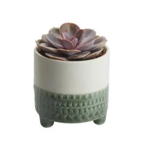 Verve Succulent in Ceramic Decorative pot 9cm