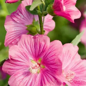 Lavatera Burgundy Wine Garden Plant - Deep Pink Blooms, Compact Size (25-35cm, 3 Plants)