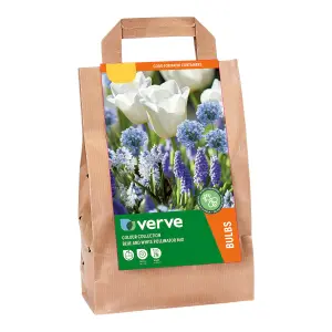 Colour Collection - Blue Pollinator 40 Flower bulbs