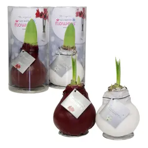 Amaryllis White Waxed Bulb Live Houseplant in Gift Sleeve - Indoor Hippeastrum Growing Bulb - Christmas Gift Idea for Plant Lovers