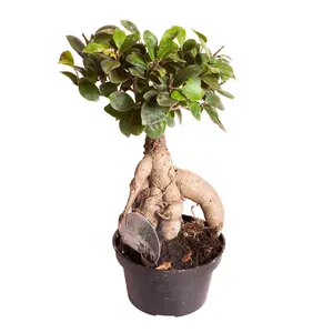 Ficus Microcarpa 'Ginseng' Bonsai Tree in a 12cm Pot - Bonsai Tree for Home, Office and Work - Indoor Plants for Air Purifying