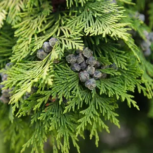 Chamaecyparis Stardust - Golden-Yellow Foliage, Evergreen Conifer, Hardy (20-30cm Height Including Pot)