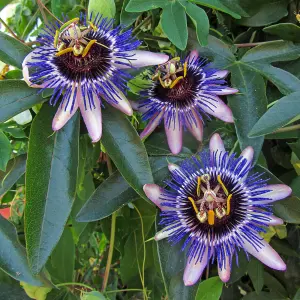 1 x Passiflora Passion Flower 'Damsels Delight' in 9cm Pot - Semi-Evergreen Climber