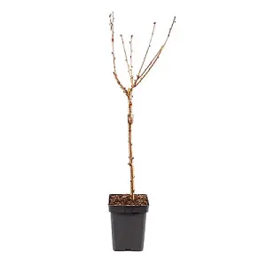 Stella Cherry Fruit Tree in a 5L Pot 90-110cm Tall on Dwarf Rootstock - for Patios and Pots, Small Gardens, Delicious Soft Fruit