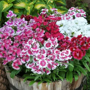 18 x Dianthus Carnation Festival Mixed Pack - Colourful Flowers - Bedding Plants - Ideal for Pots, Containers & Beds in UK Gardens