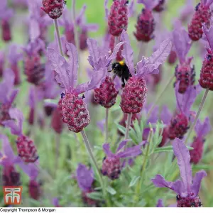 Lavender (French) Stoechas 1 Packet (50 Seeds)