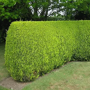 Leylandii Gold - Evergreen Conifer Hedging, Low Maintenance, Fast-Growing (20-40cm, 1 Plant)