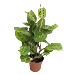 Variegated Prayer Plant - Rabbit's Foot - Fiesta - Rare Plant - 12 cm Pot - 30-40cm Tall - Maranta Kerchoveana 'Fiesta'