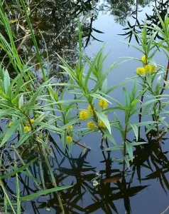 Lincolnshire Pond Plants Ltd Marginal Plants - Pond Plants (Lysimachia Thyrsiflora) - 1 Litre potted