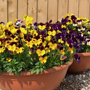 Viola Pot Pourri Mixed 1 Seed Packet