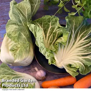 Cabbage Luzia F1 1 Packet (20 Seeds)