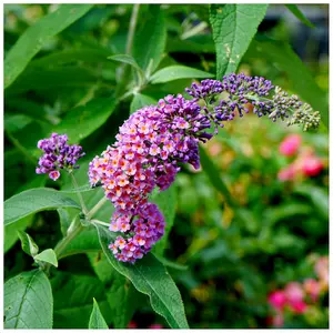 Buddleia 'Flower Power' in 9cm Pot Buddleja Butterfly Bush